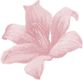 about-3-flower-rosa